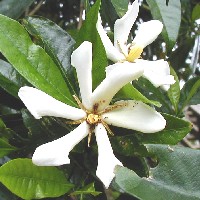 �N�`�i�V�̉�