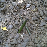 �q���M�̎�