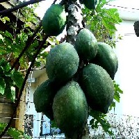 ��؂Ƃ��Ă��H�����p�p�C��