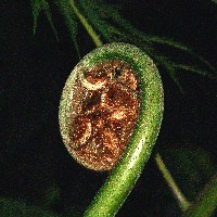 �q�J�Q�w�S