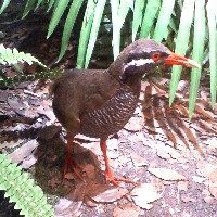 ���������ق̕W�{