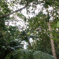 �c�����̐X