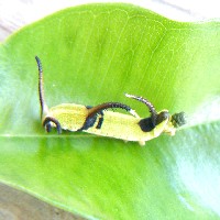 �C�V�K�P�`���E�̗c��