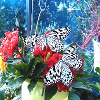 ���{�ő�̃`���E�g�I�I�S�}�_���h