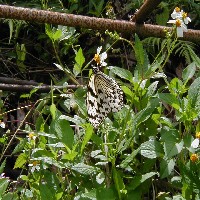 �I�I�S�}�_�������΂鎩�R�m���ɂāi2004.04.30�j�j