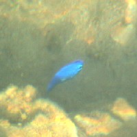 �đ�ƌ����������X�Y���_�C