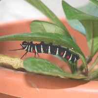 �I�I�S�}�_���̗c��