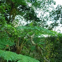 �����o���̑厩�R