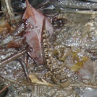 �Ƃ�Ƃ�݁[���ǂ��ɂ���ł��傤���H�H