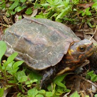 �����E�L���E���}�K��