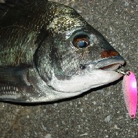 �m�n�D�P�̃��A�[�ł��I