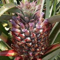 �������F�̃p�C���̉�