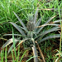 �G���܂݂���߲ݱ����