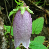 ���}�z�^���u�N��